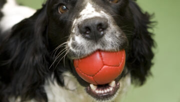 Pedagogisk hund