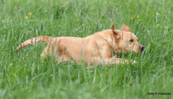 Sv M MP 08 Perdix Gundogs Proud Mary