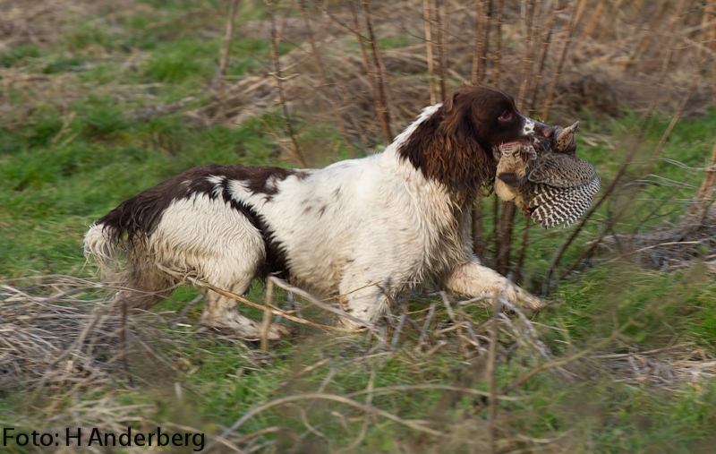 Country Sports Bettinsoli