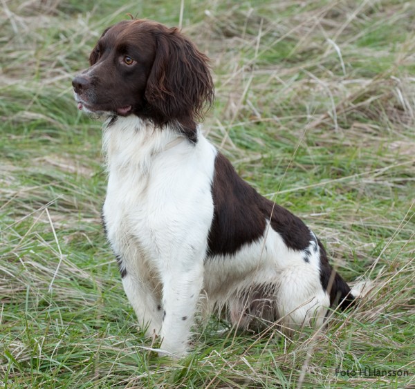 Country Sports Browning