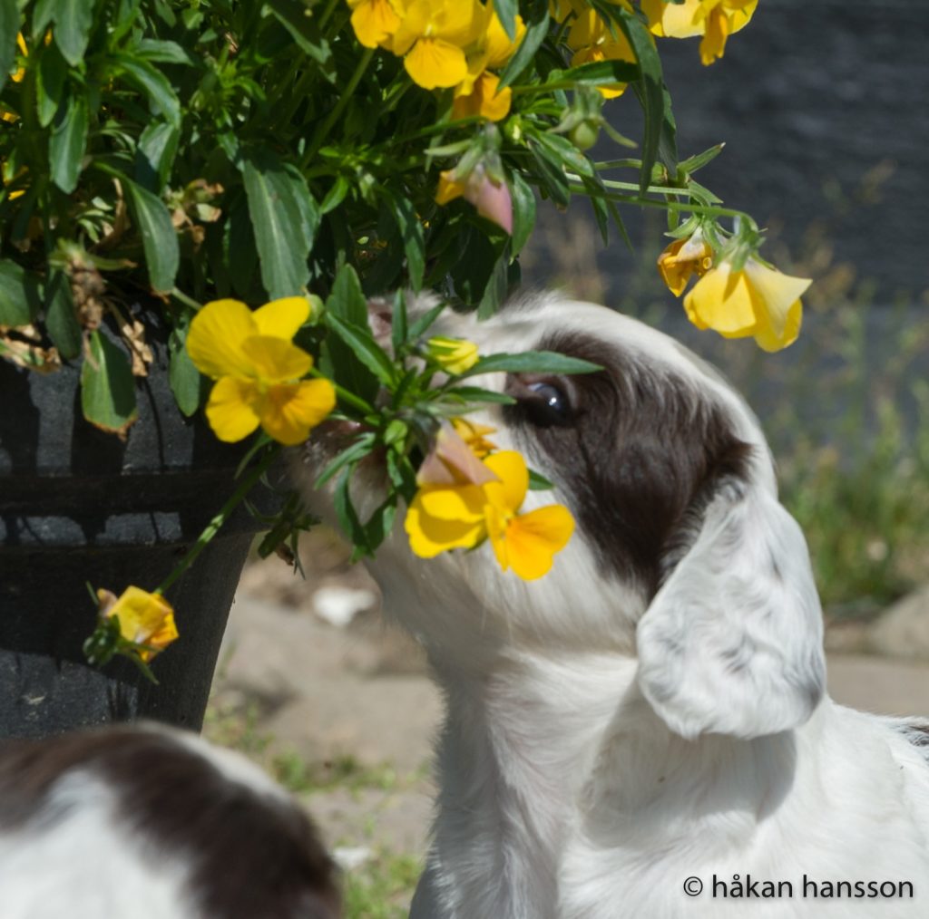 Midsommarblomster